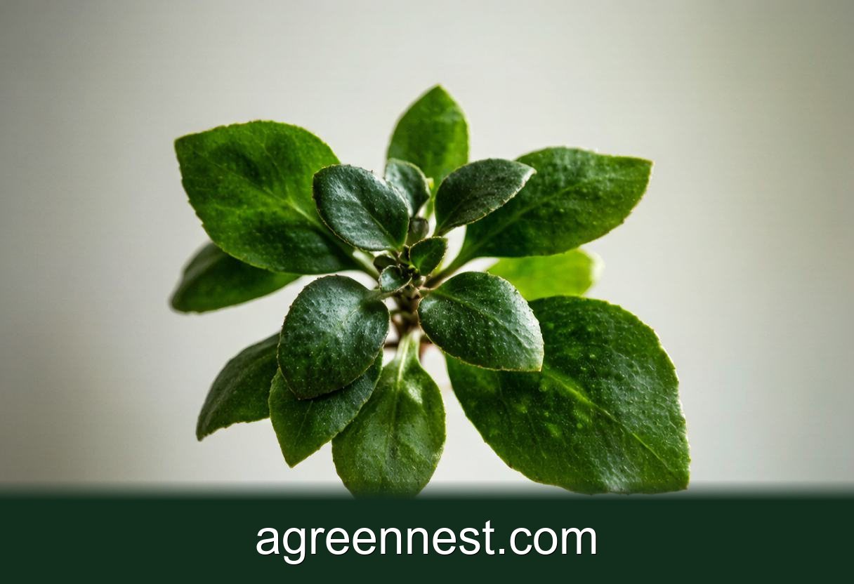 Plover Egg Plant Care Guide (Adromischus maculatus)