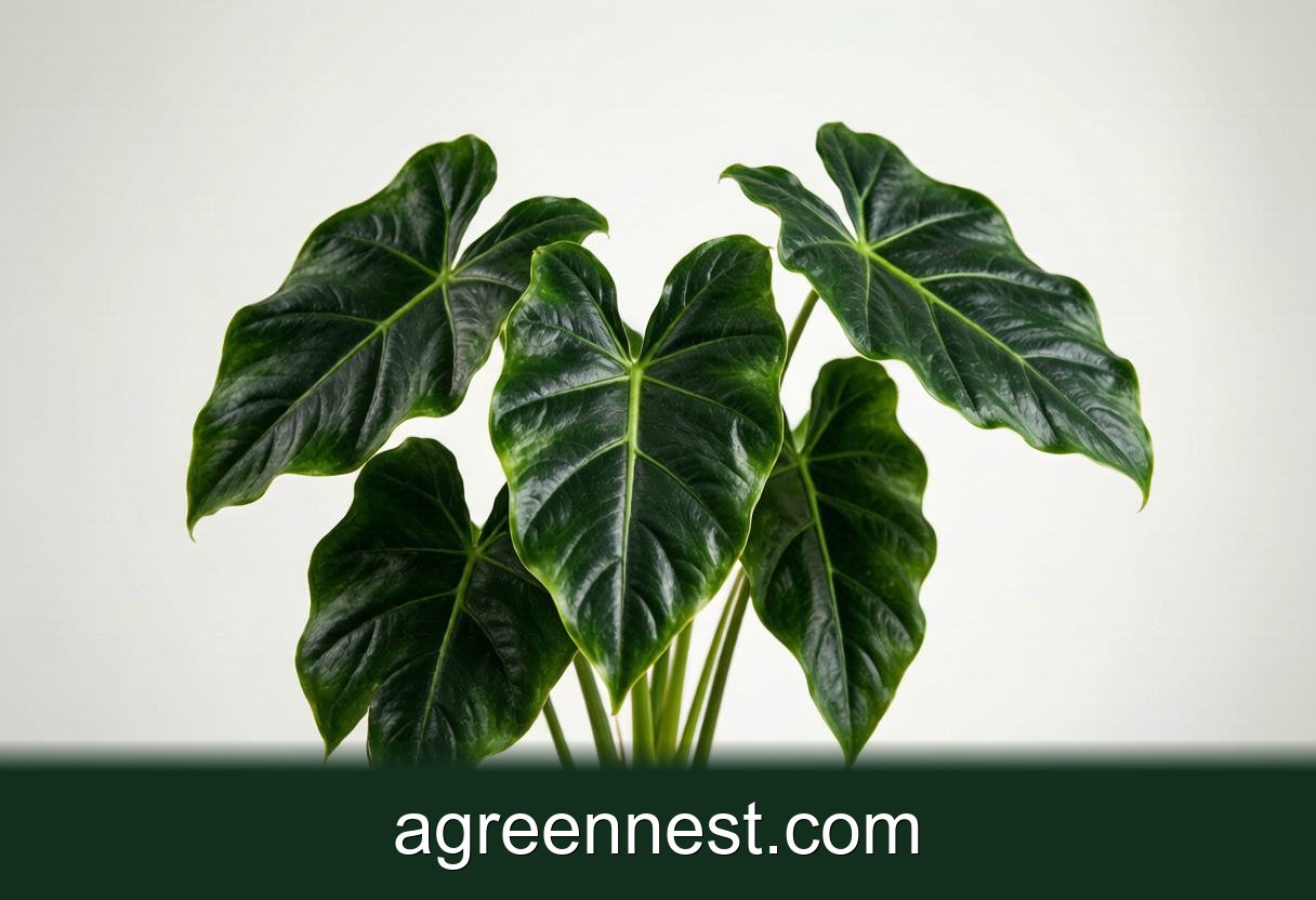 Elephant Ear Care Guide (Alocasia amazonica)
