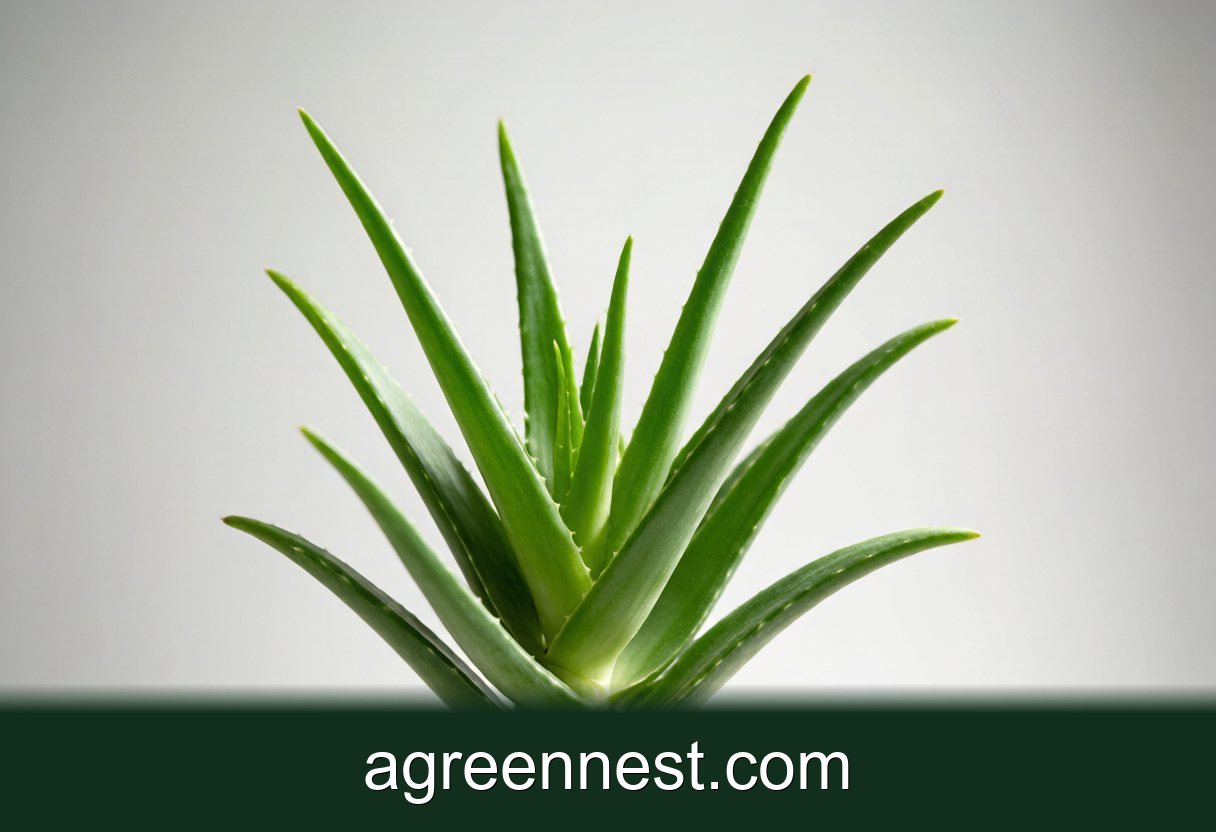 Soap Aloe Care Guide (Aloe maculata)