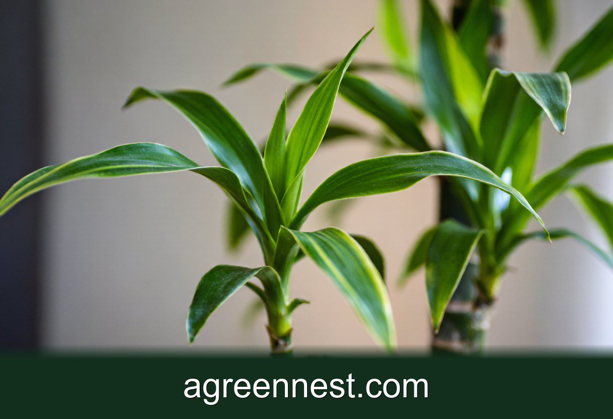 Dracaena fragrans 'Massangeana' Low-Light Care