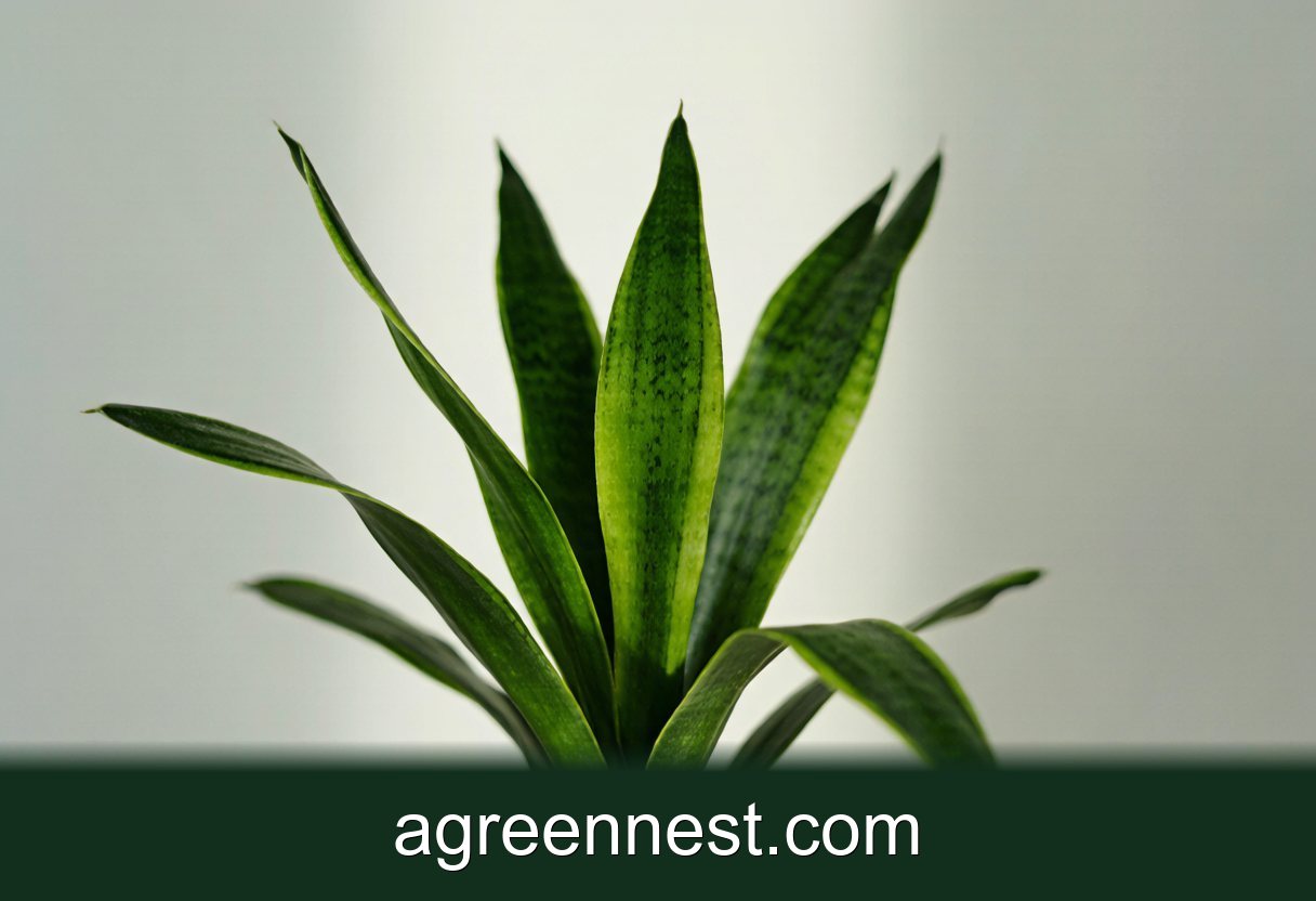 Lucky Bamboo in Water (Hydroponics)