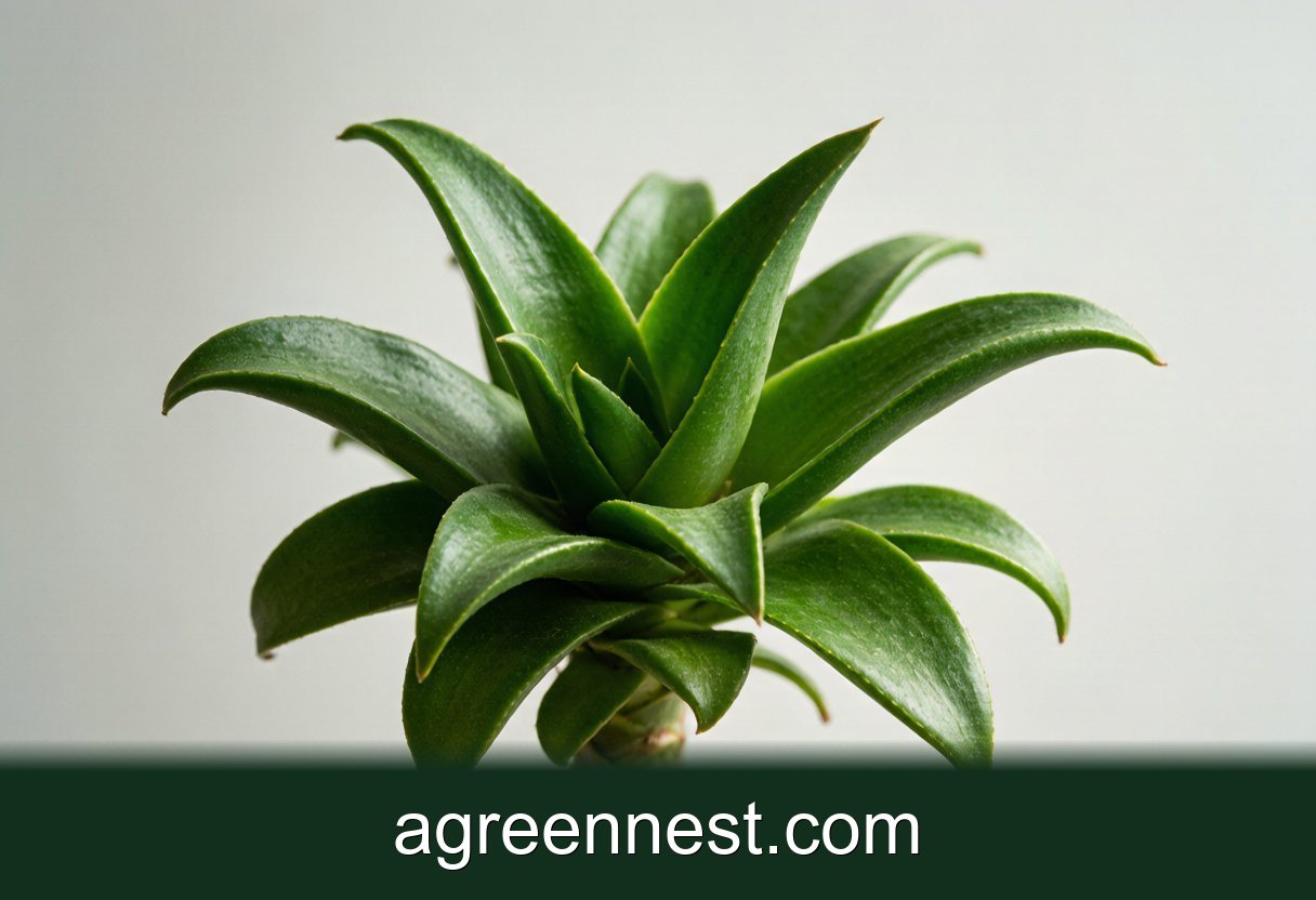 Gasteria Care Guide (Gasteria batesiana)