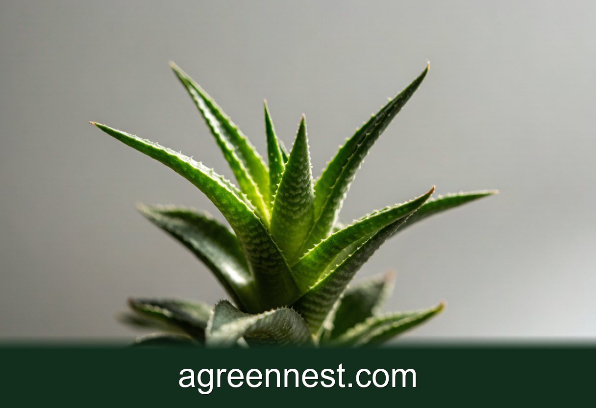 Cathedral Window Plant Care Guide (Haworthia cymbiformis)