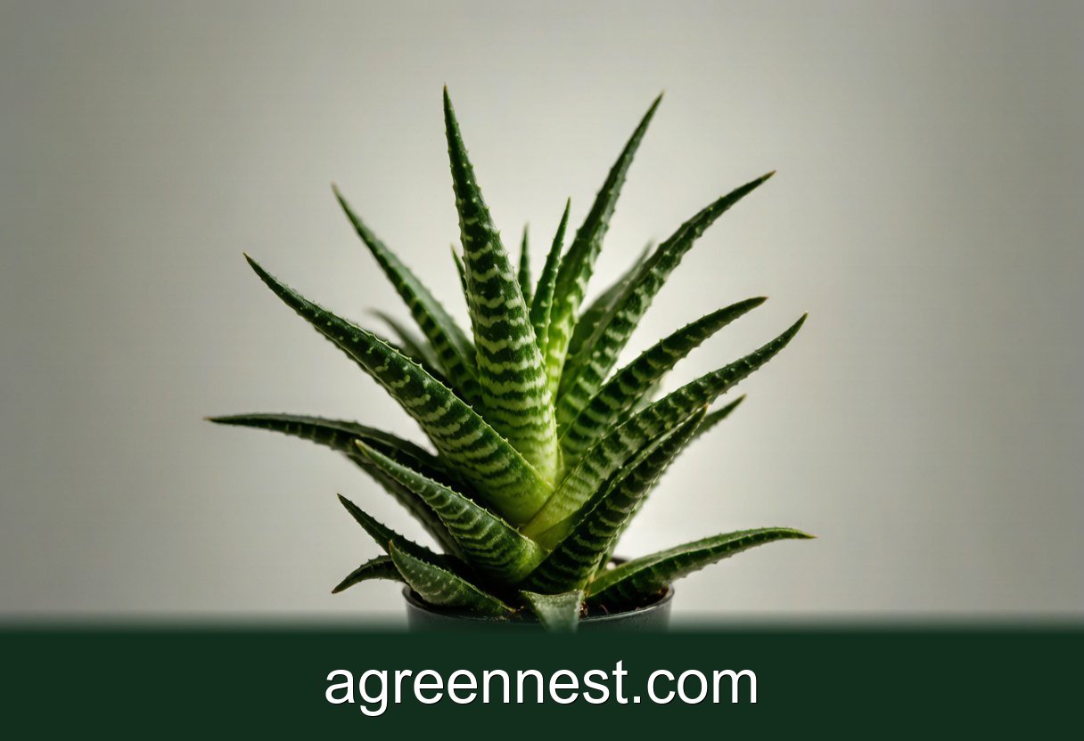 Zebra Plant Care Guide (Haworthiopsis fasciata)