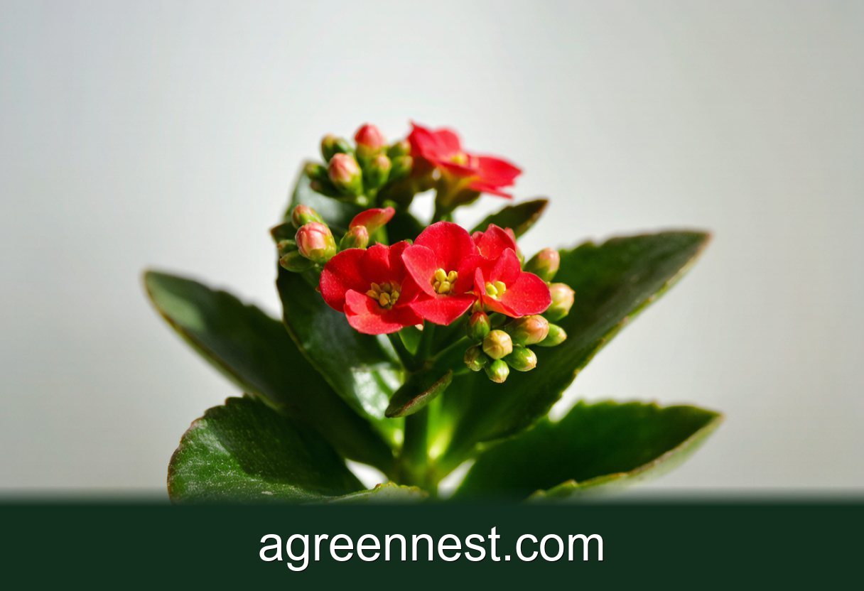 Flaming Katy Care Guide (Kalanchoe blossfeldiana)