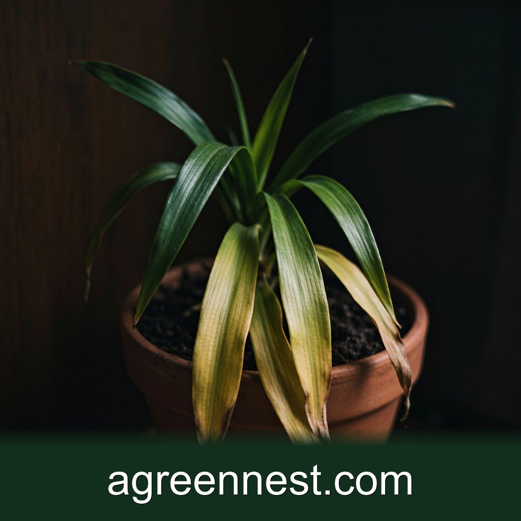 Overwatering in Low Light: Signs and a 48-Hour Fix