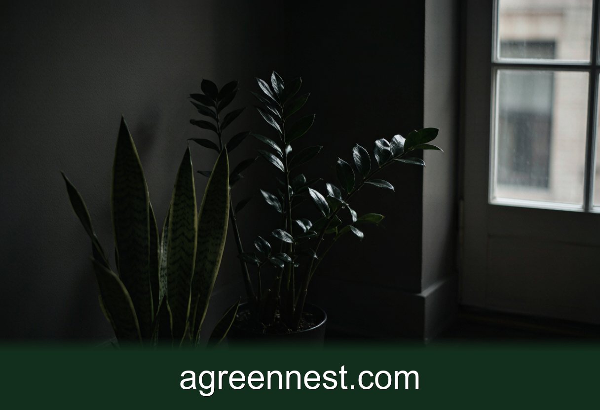 6 Low-Light Plant Myths, Busted