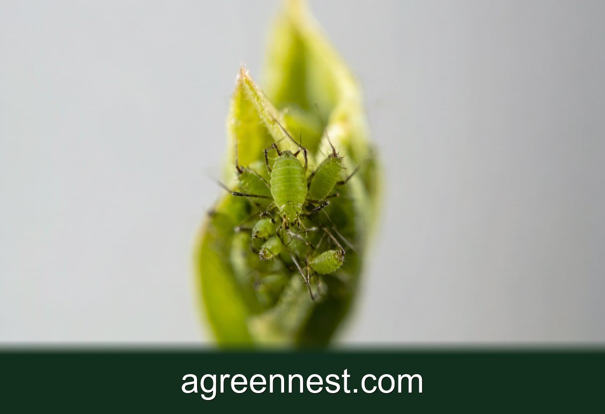 How to Deal With Aphids
