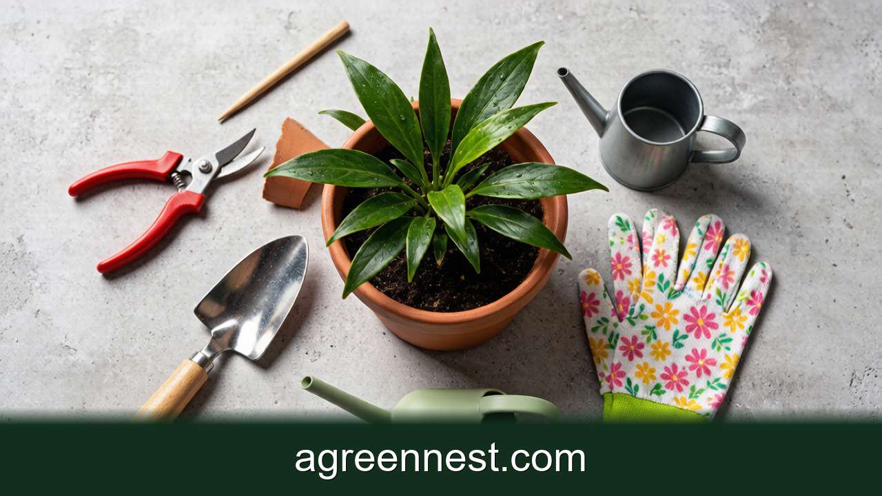 The Essential Repotting Toolkit (and How to Use Each)