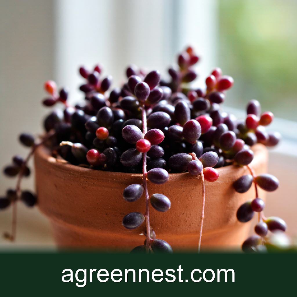 Ruby Necklace (Othonna capensis) Care Guide
