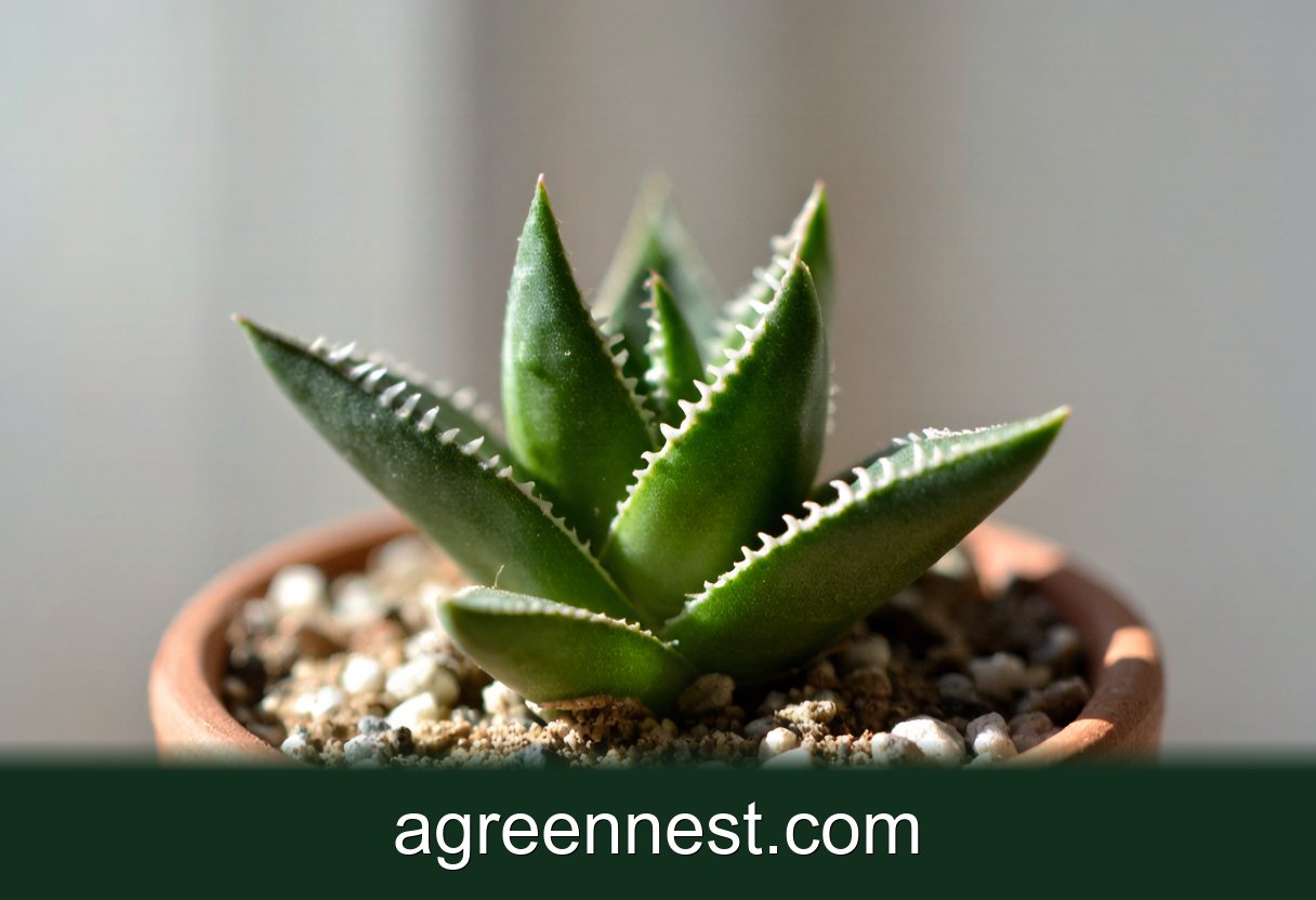 Tiger Jaws: The Succulent That Bites Back